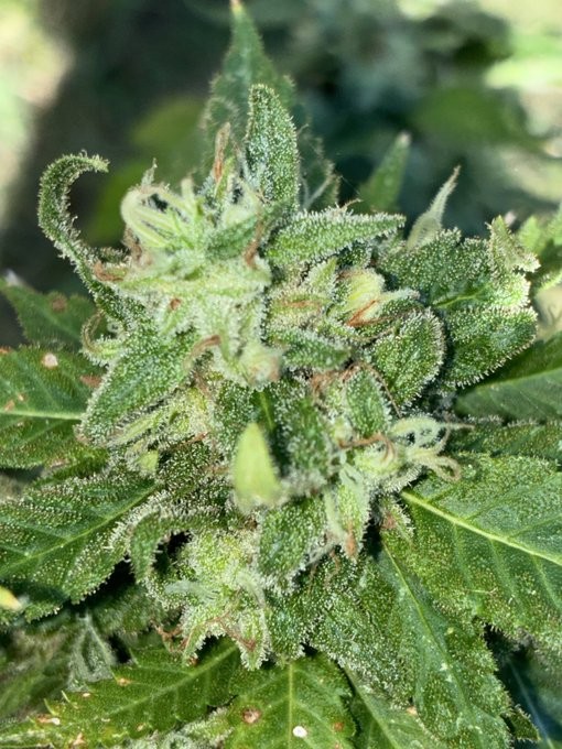 757 Chem Skunk frosty cola close-up, 91 Stash crossed with Duke's Dog, grown by Daughter of the Delta
