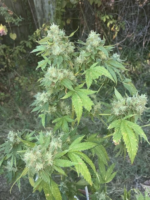 757 Chem Skunk outdoor plant in flower, grown by Daughter of the Delta