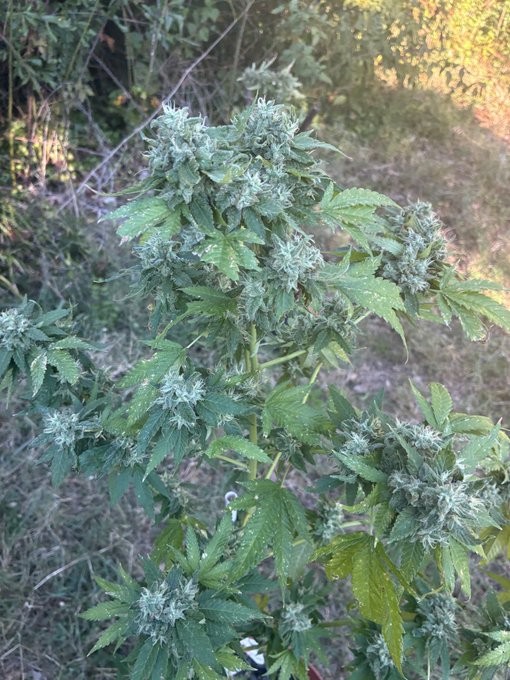 757 Chem Skunk tall outdoor flowering top, grown by Daughter of the Delta