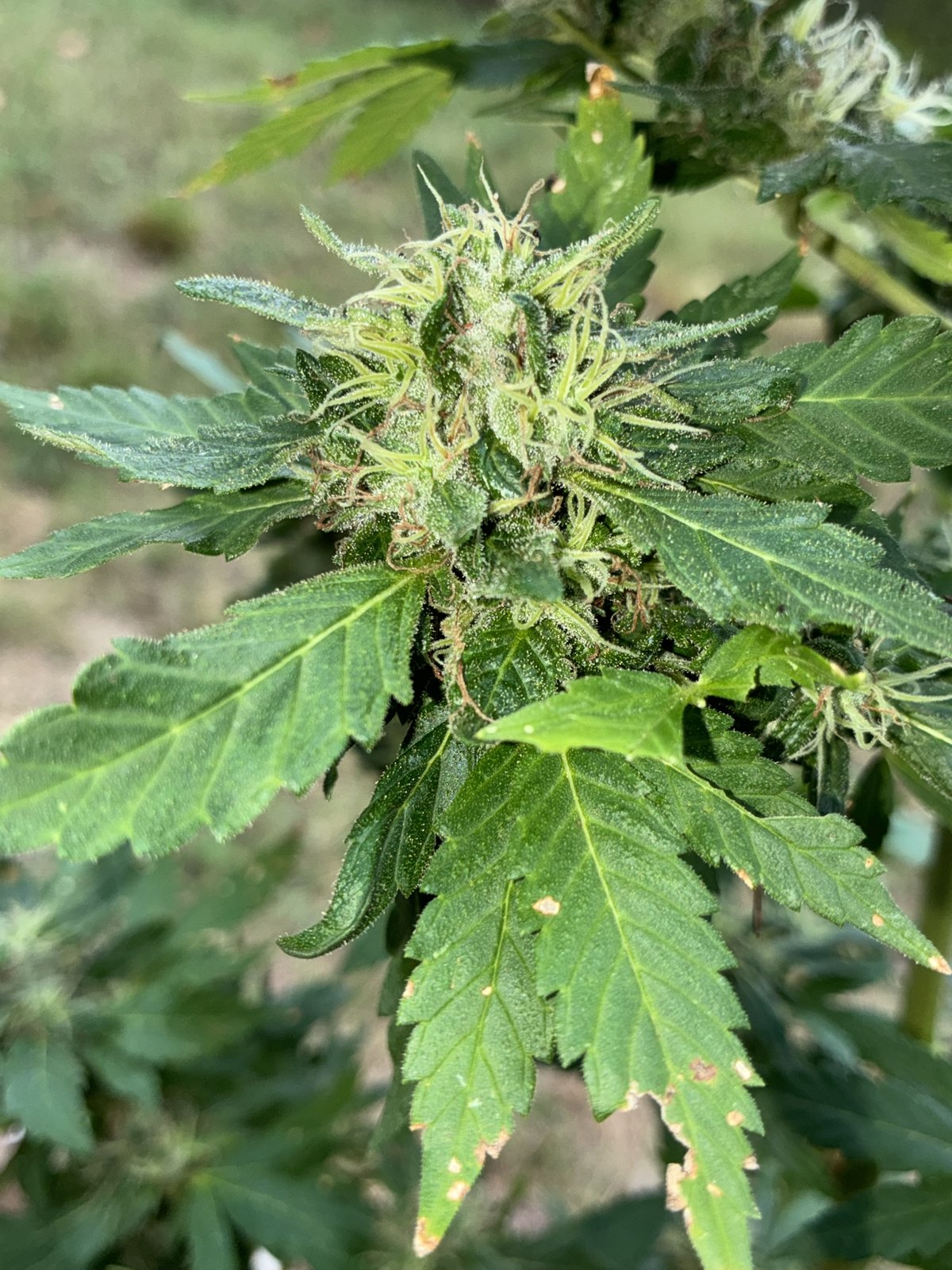 757 Four Way Piff foxtailed side cola, grown by Daughter of the Delta