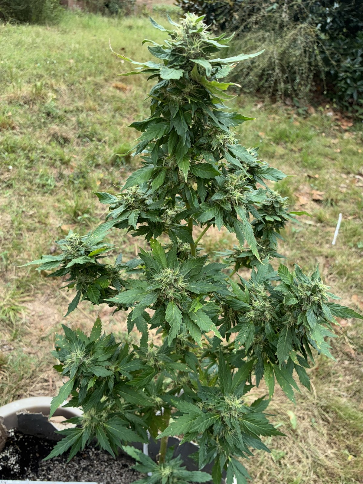 757 Four Way Piff pistil macro, Hailey's Comet crossed with 4-Way, grown by Daughter of the Delta