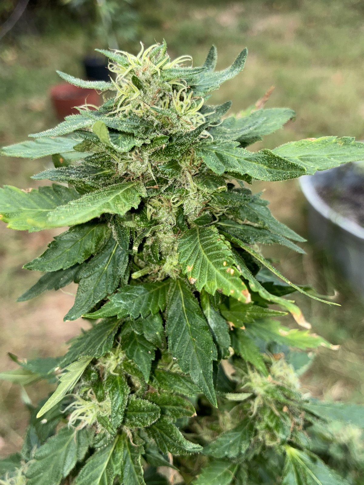 757 Four Way Piff full plant in flower under LED, grown by Daughter of the Delta