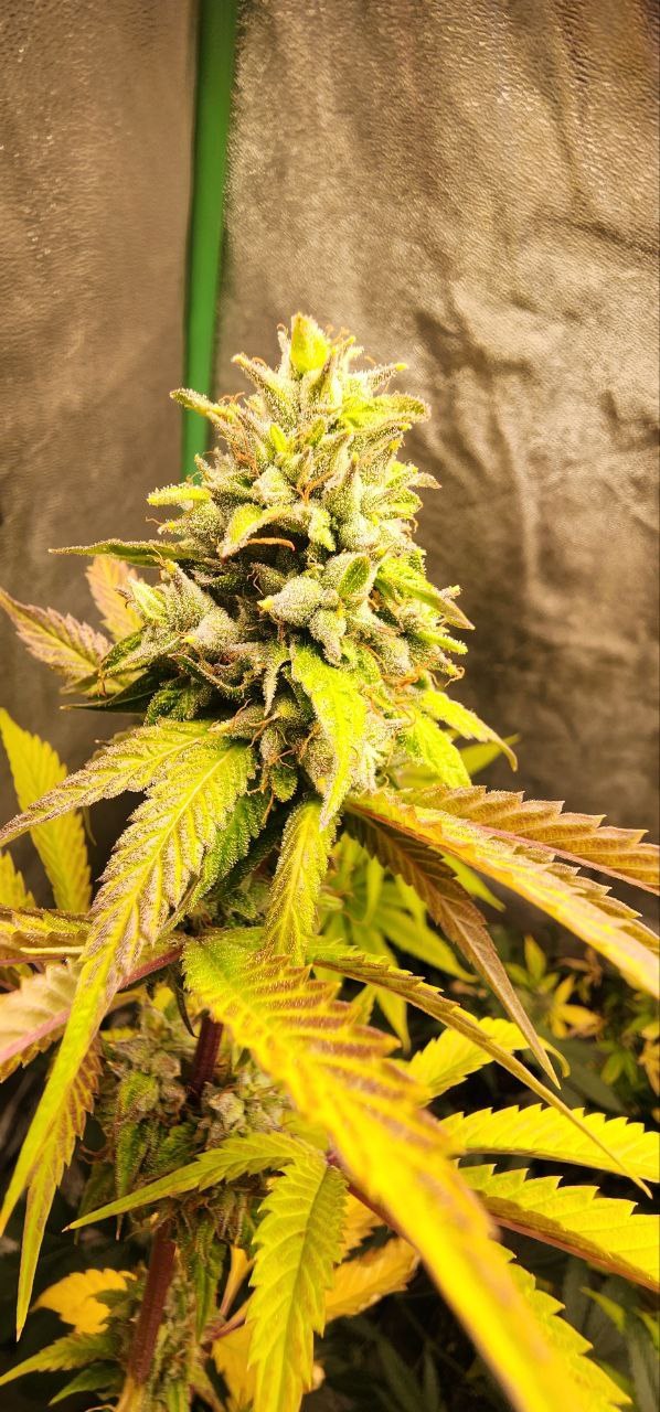 91 Stash F2 green Chem 91 pheno flower by Genetics 101