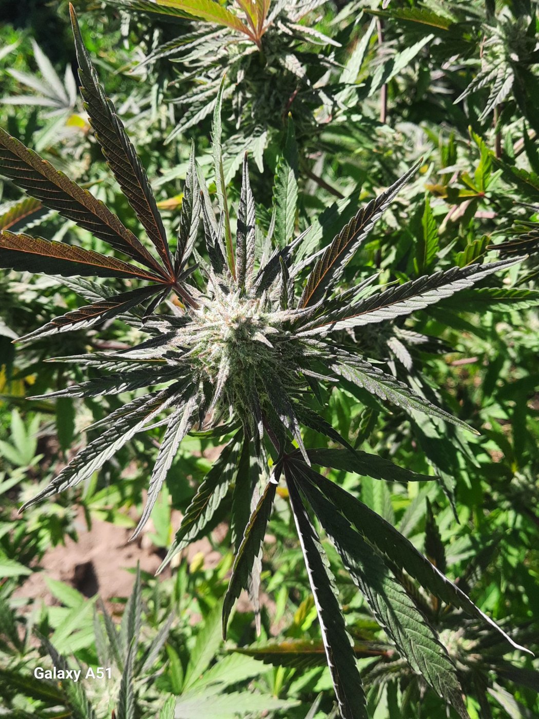 Bottle Service canopy and bud sites, grown by Ryan White, MAC v2 crossed with Poppin Bottles