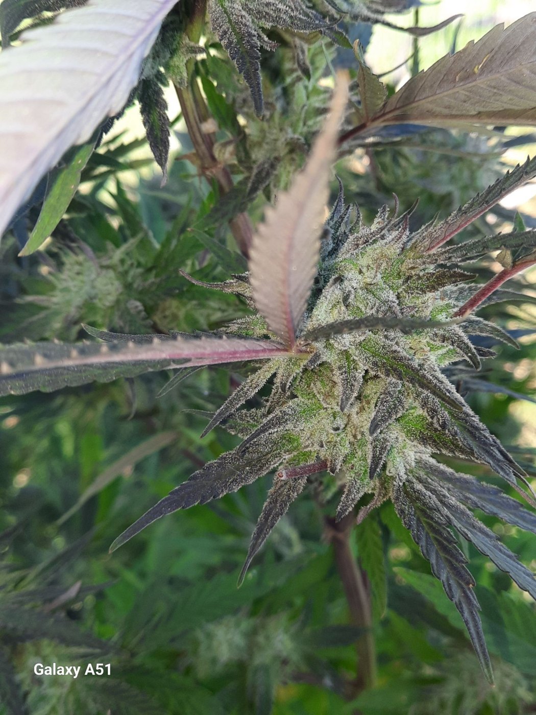 Bottle Service tent plant in flower, grown by Ryan White, MAC v2 crossed with Poppin Bottles