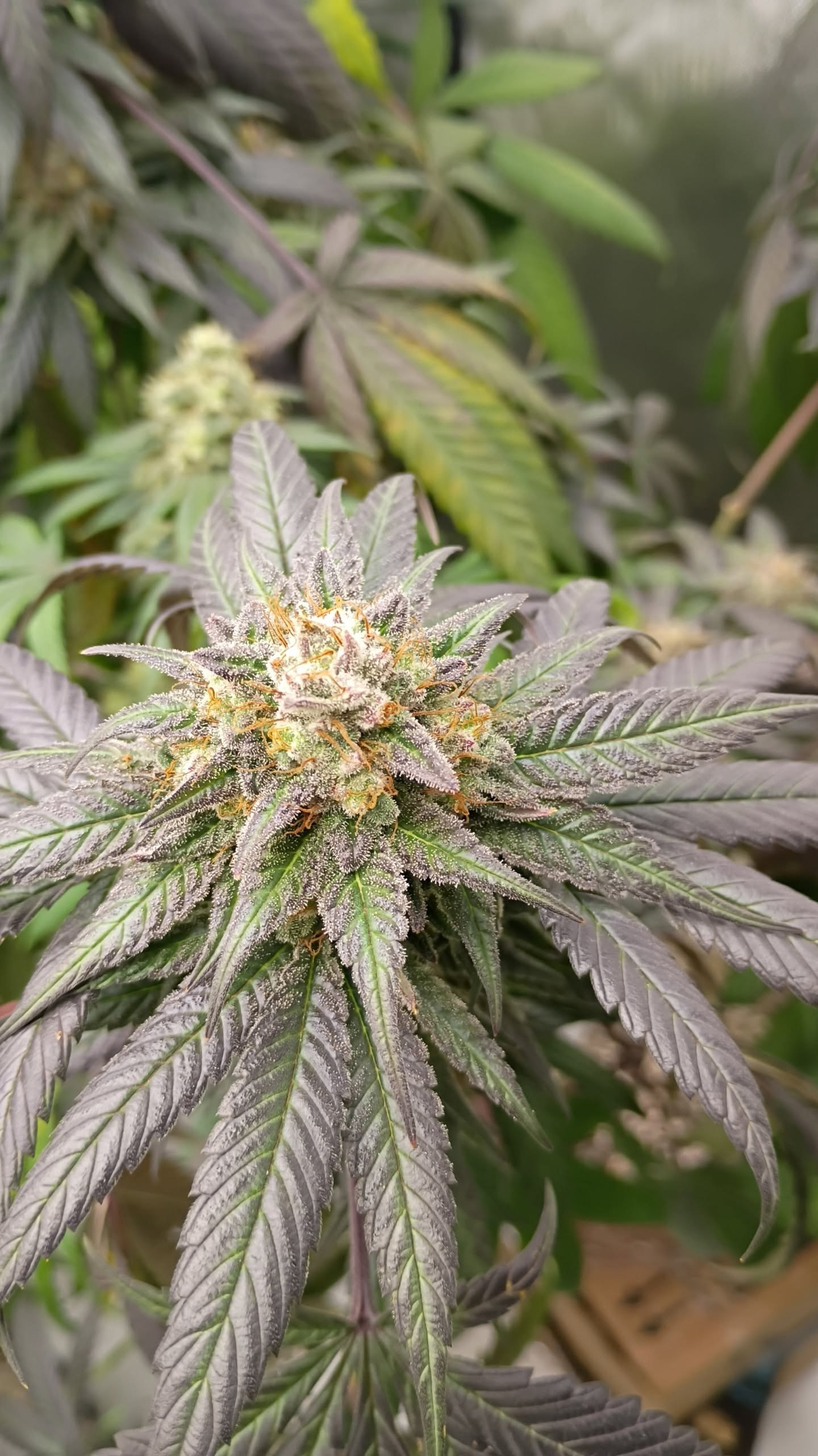 Cherry Miracle Punch Lamptray cut close-up of frosty cola