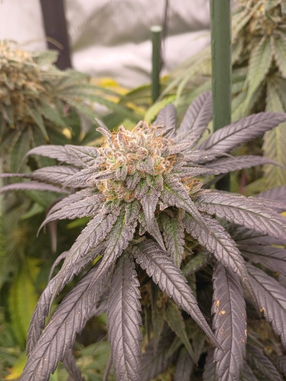 Cherry Miracle Punch Lamptray cut plant in flower