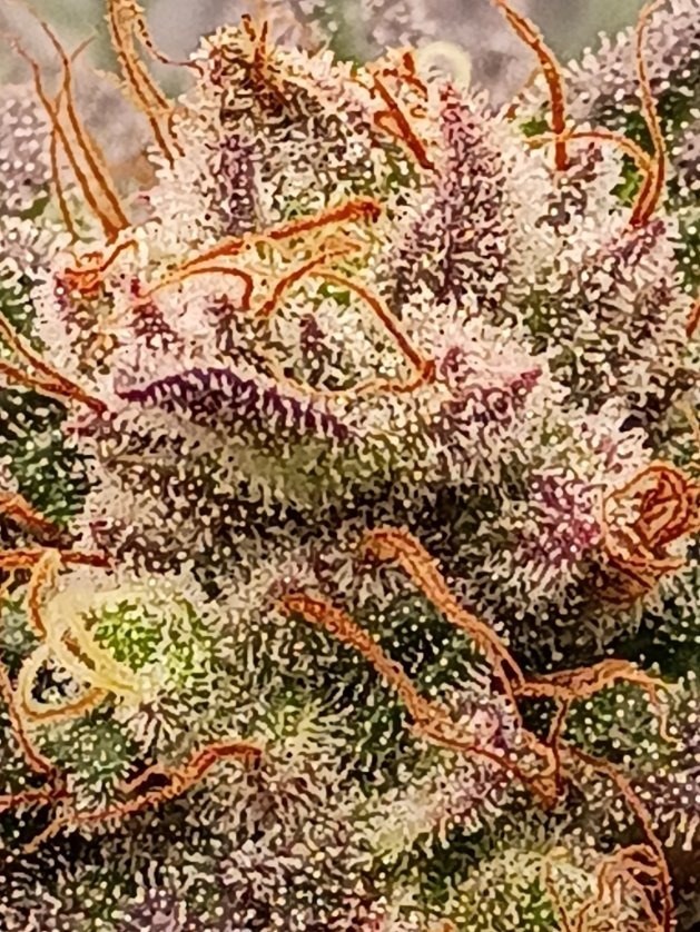 Cherry Miracle Punch Lamptray cut dense frosty bud
