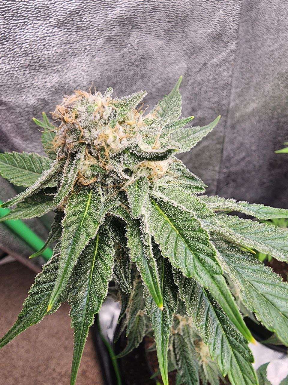 Chimera Mac tent cola, orange pistils and frost, Genetics 101