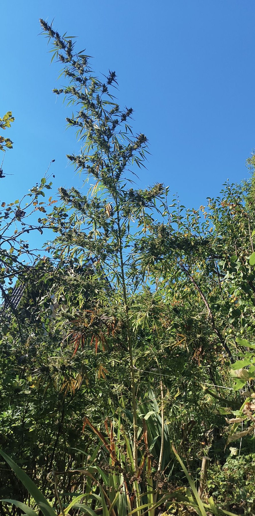 Cognac Mac tall garden plant in flower, grown by Denny K