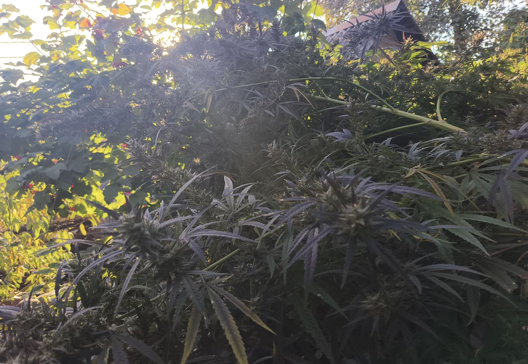 Cognac Mac outdoor canopy at sunset, grown by Denny K