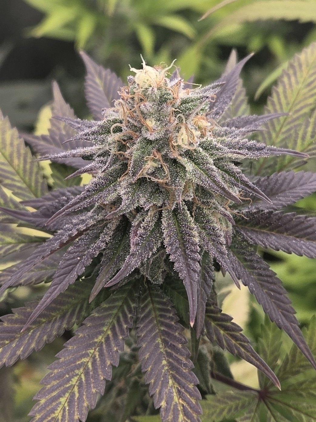 Deep Fried Mac outdoor late flower purple fade by Genetics 101, MAC v2 crossed with Dante’s Inferno, grown by Steven Hornady