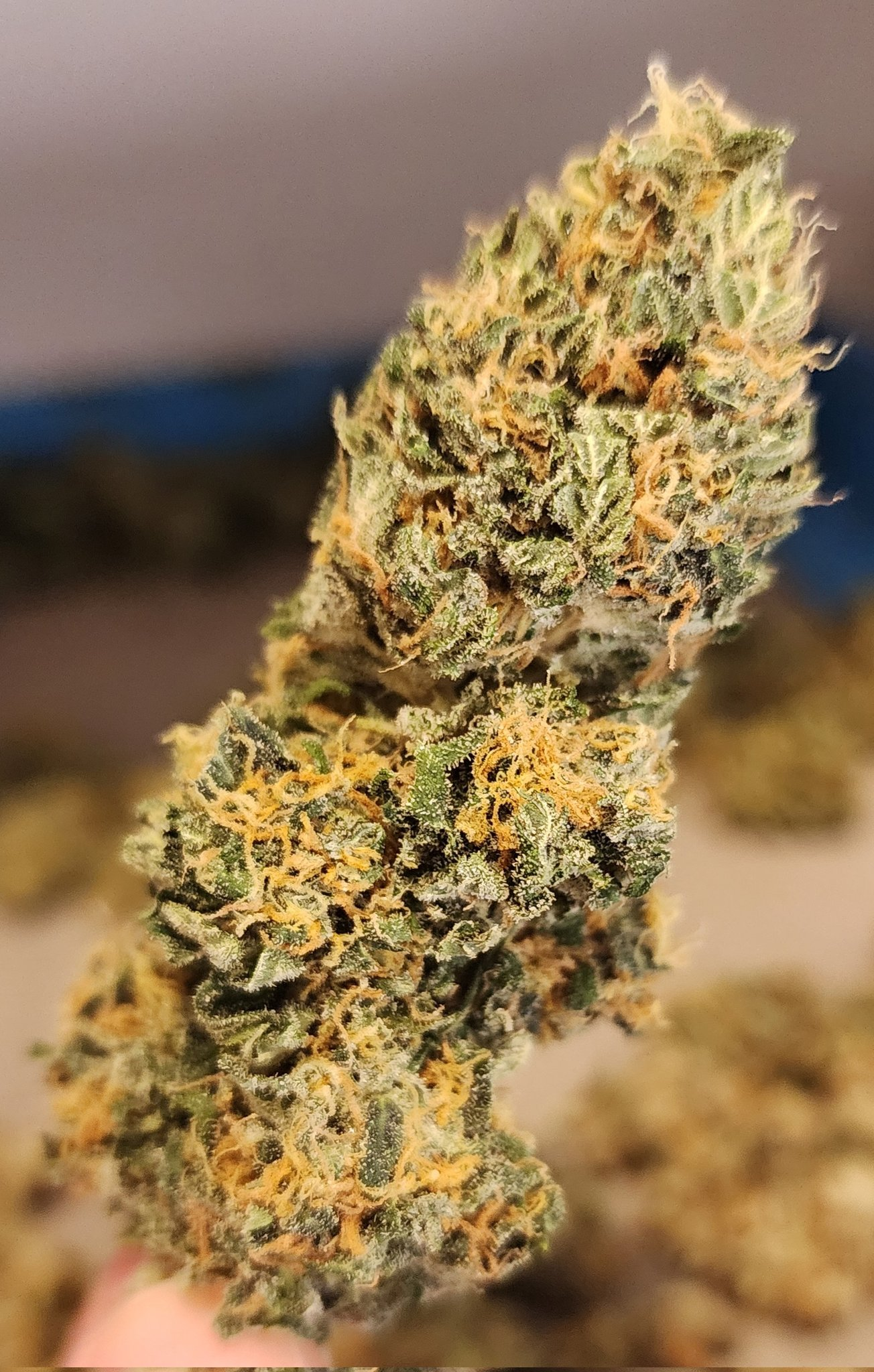 4-Way F2 close-up bud with orange pistils and frost, Genetics 101