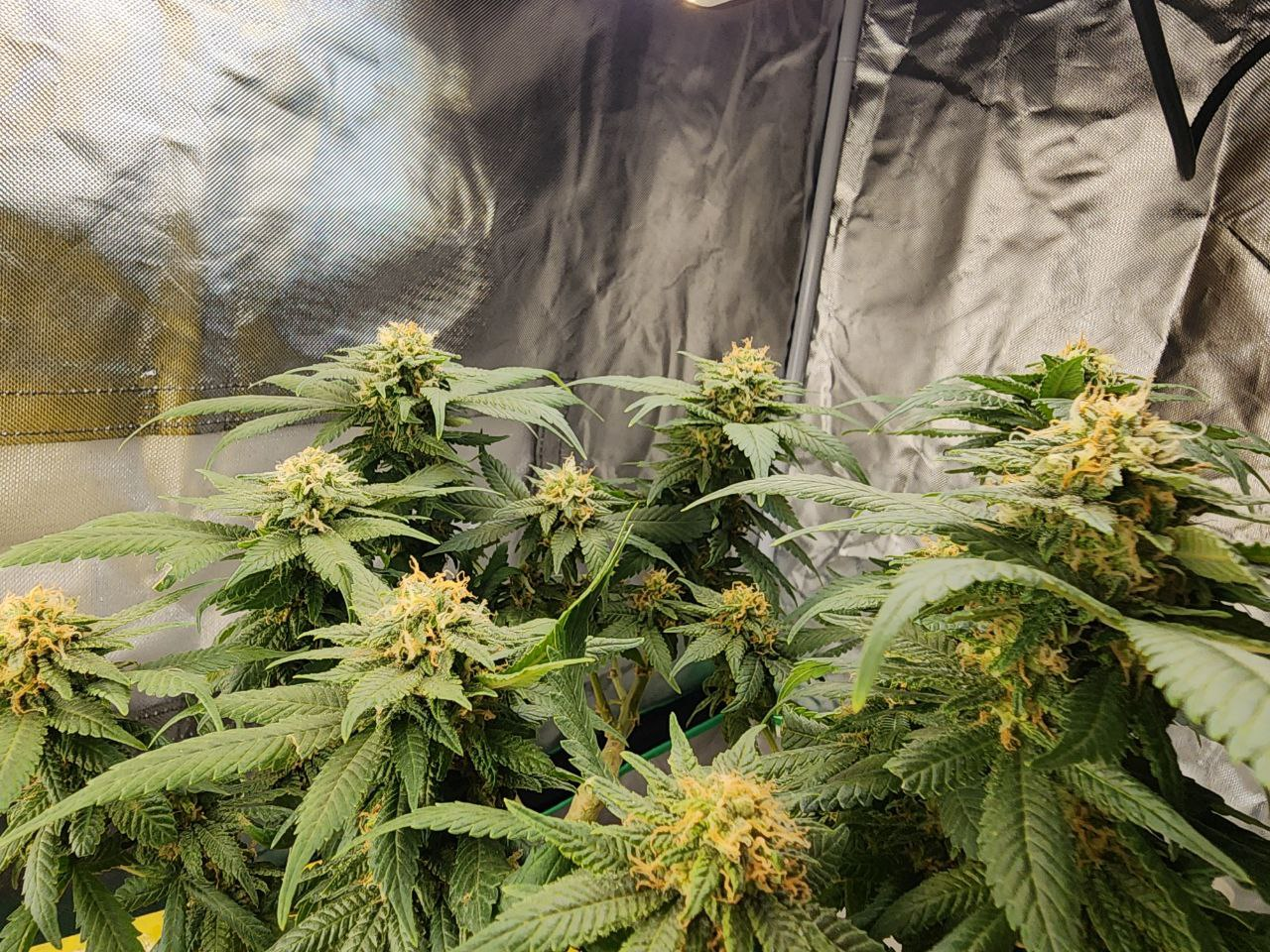 4-Way F2 flowering plants in a tent, green buds with orange pistils, Genetics 101