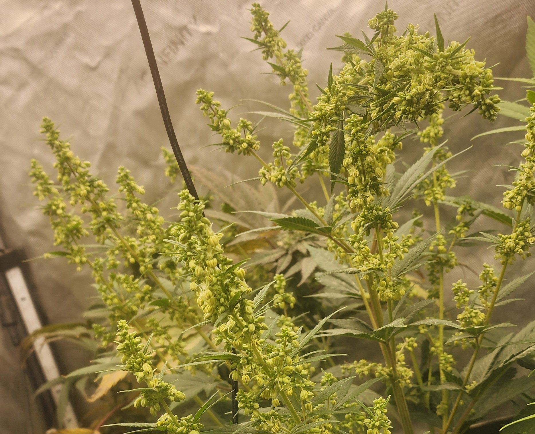 4-Way F2 male plants in early flower, Genetics 101