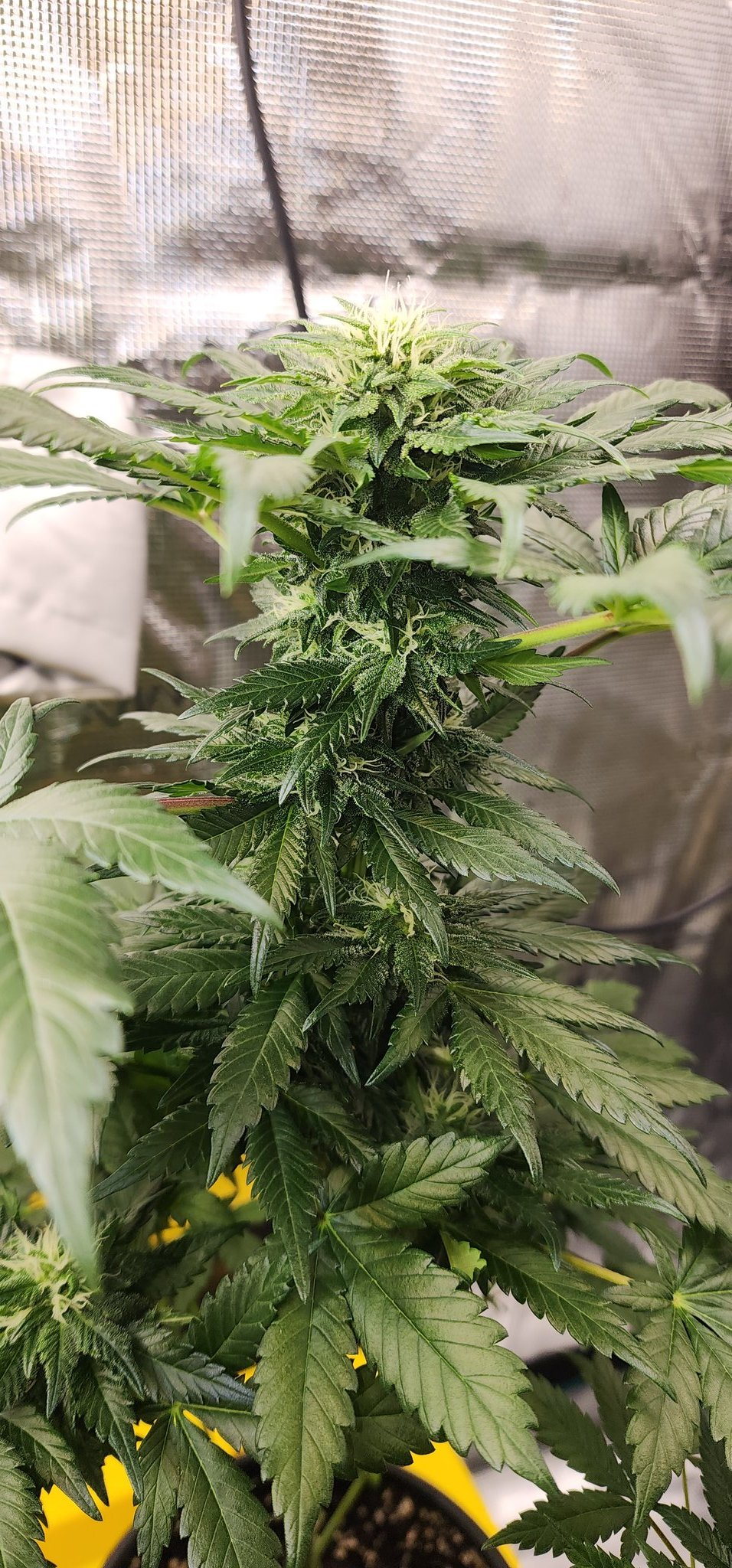 4-Way F2 plant in flower, dense green cola, Genetics 101