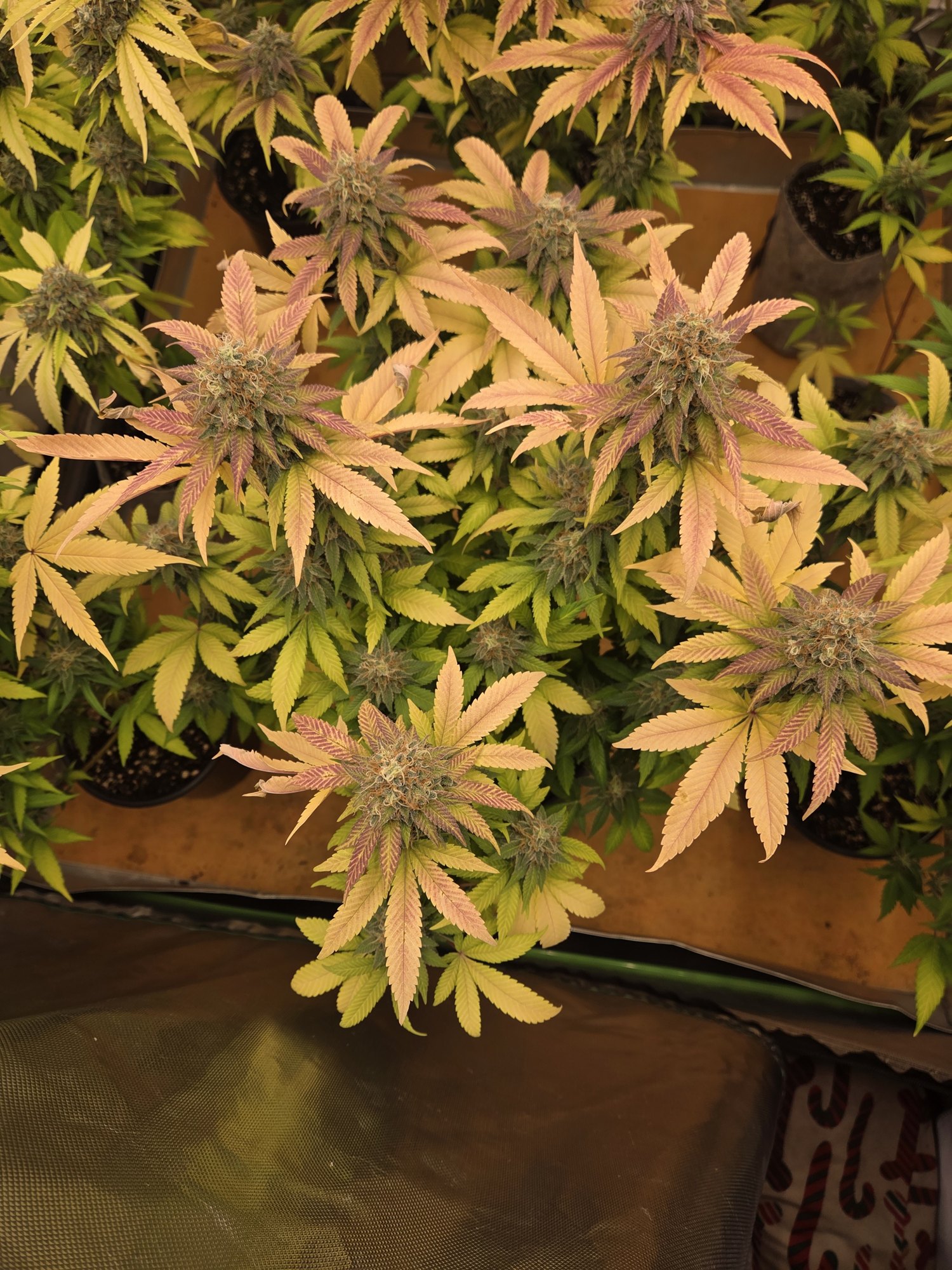 French Onion late flower by Genetics 101, Star Burger crossed with 4-Way, grown by Steven Hornady