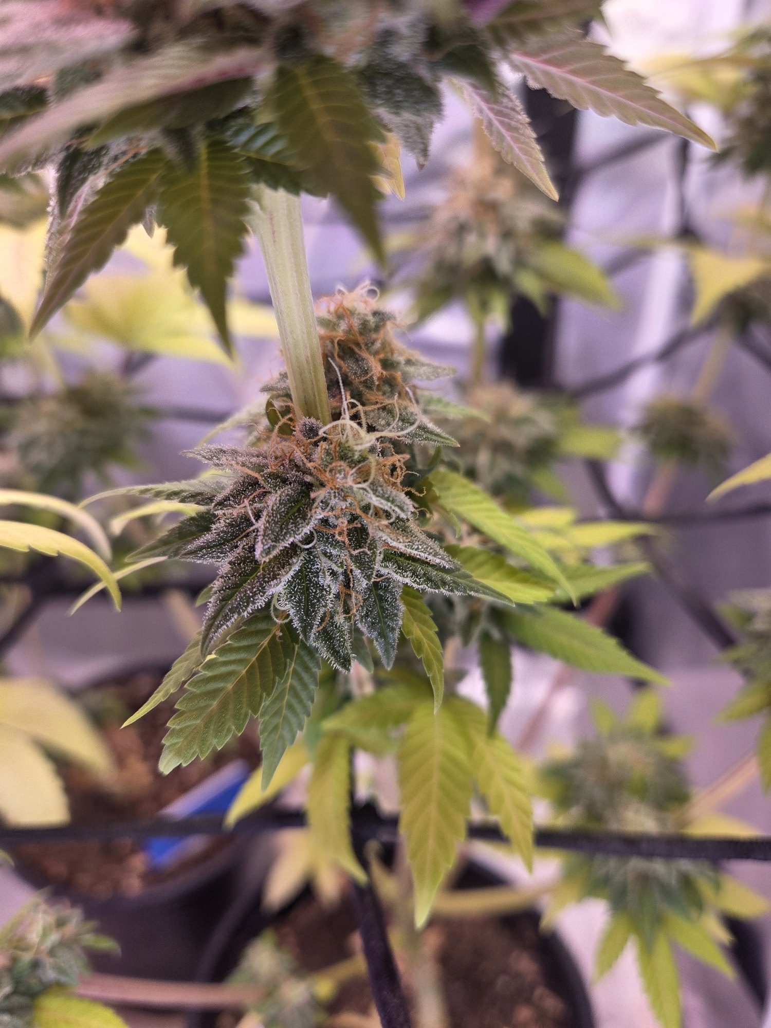 French Onion late flower close-up by Genetics 101, Star Burger crossed with 4-Way, grown by Steven Hornady
