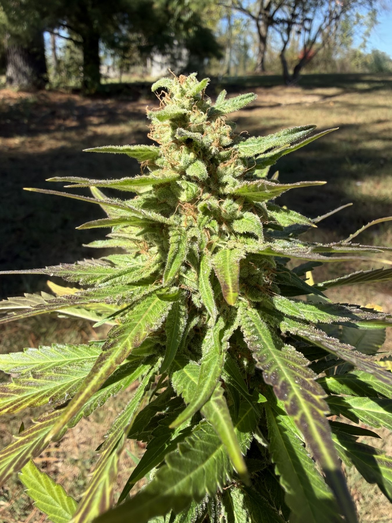 French Onion outdoor late-flower cola, Star Burger crossed with 4-Way, anonymous grower