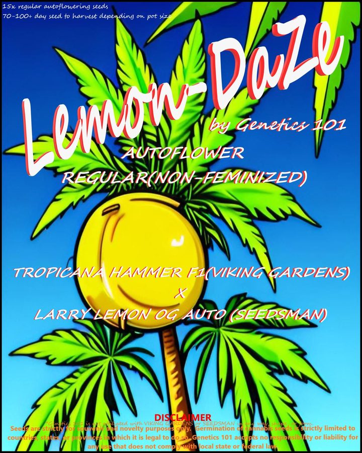 Lemon Daze cover art by Genetics 101, Tropicana Hammer crossed with Larry Lemon OG auto