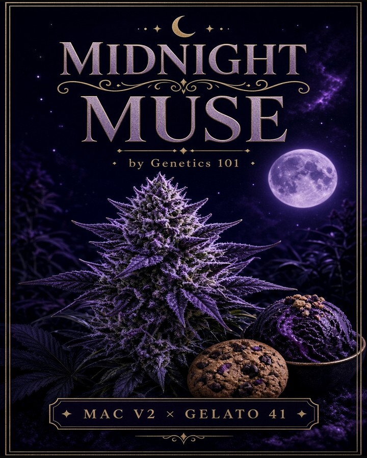 Midnight Muse cover art by Genetics 101, MAC v2 crossed with Gelato 41