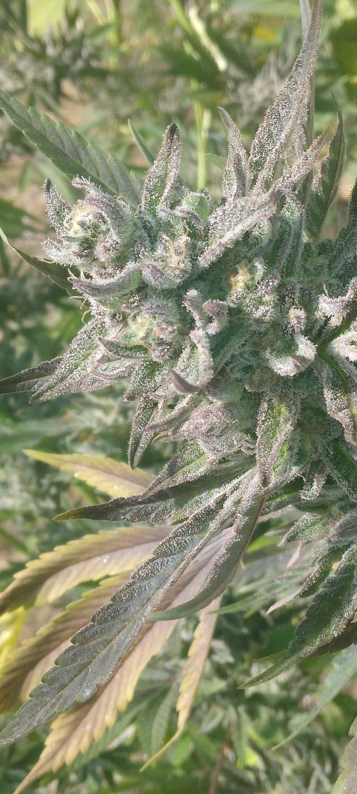 Pure Mac outdoor bud close-up, grown by Ryan White