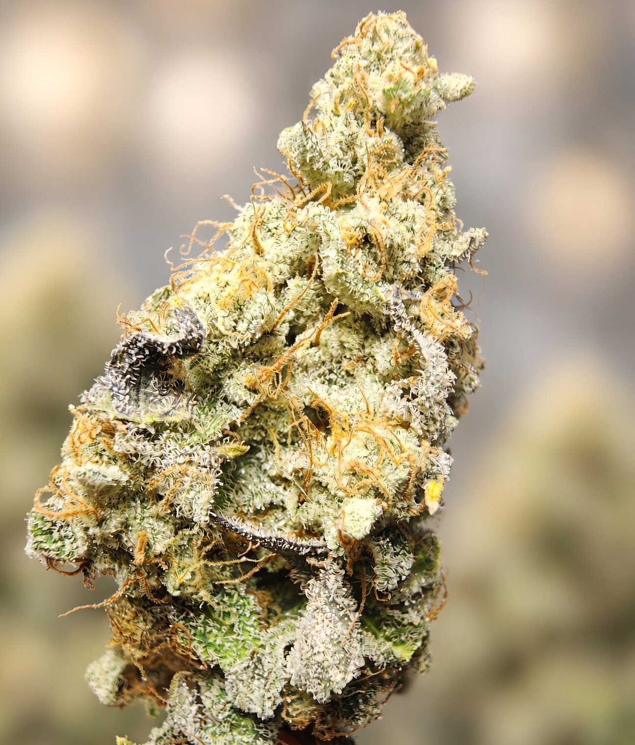 Close-up of Star Burger flower, resinous buds with orange pistils, garlic-onion MAC hybrid by Genetics 101