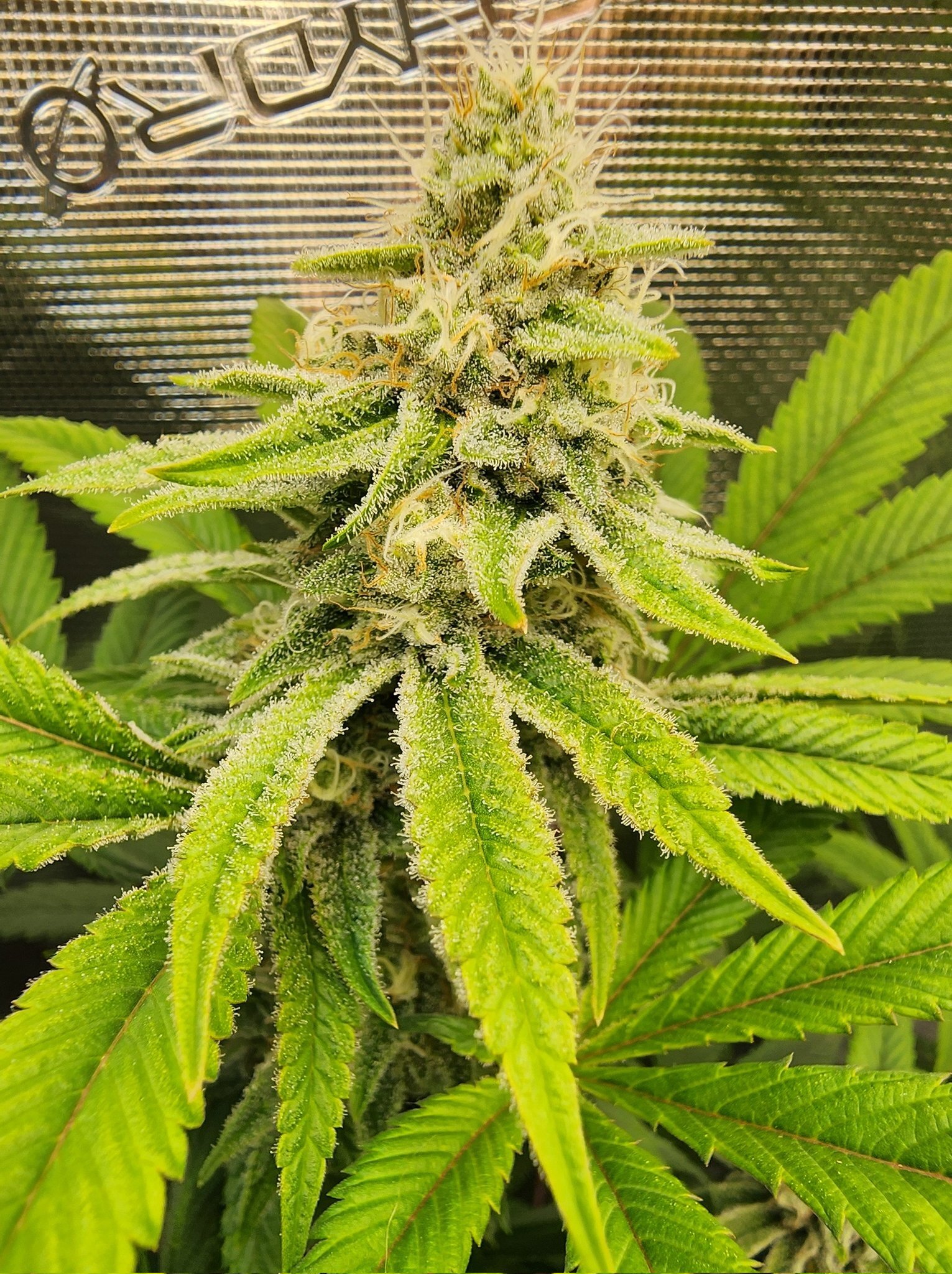 Star Burger frosty plant top in early flower, dense trichomes on MAC v2 x Donny Burger by Genetics 101