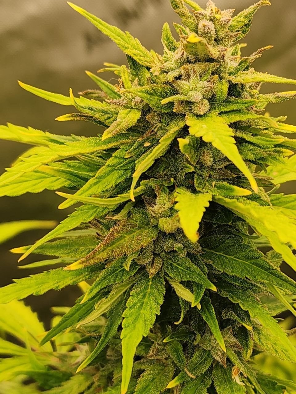 Strawberry Jubilee flower close-up, frost on the sugar leaves, Tropicana Hammer × Strawberry Cheesecake auto regular by Genetics 101