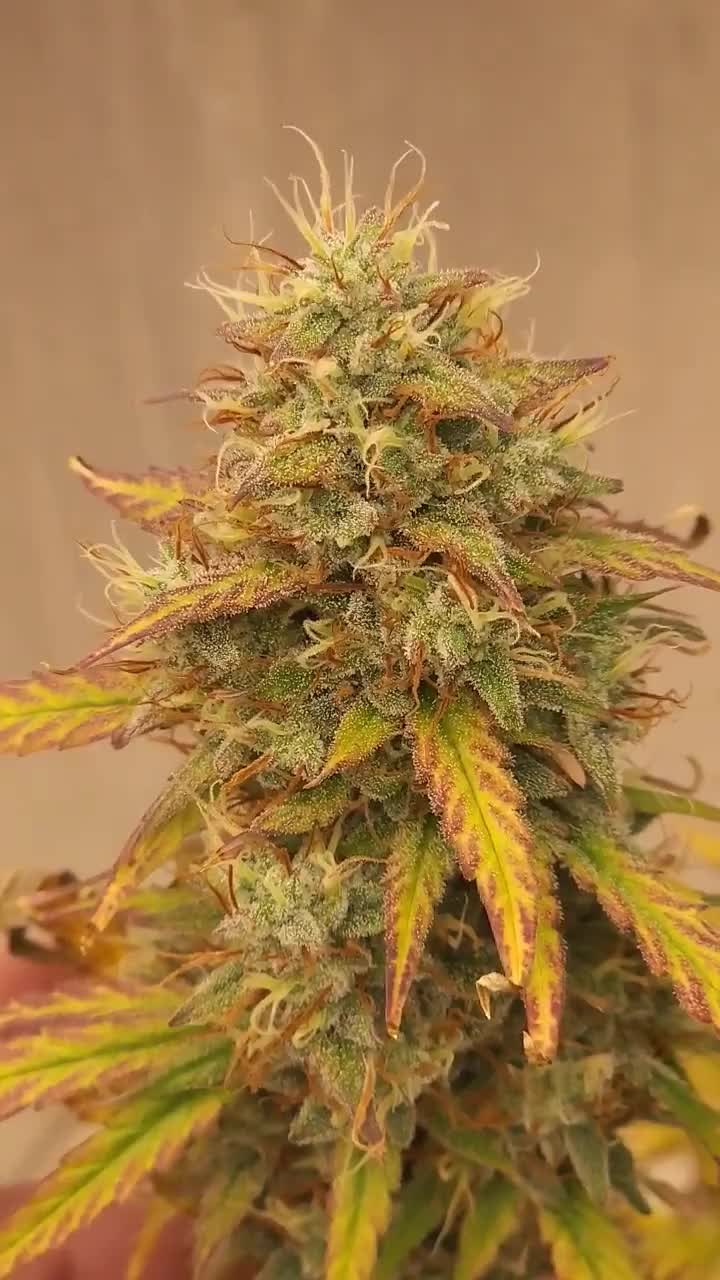 Strawberry Jubilee top cola, frost and long pistils, grown by KC Lightup