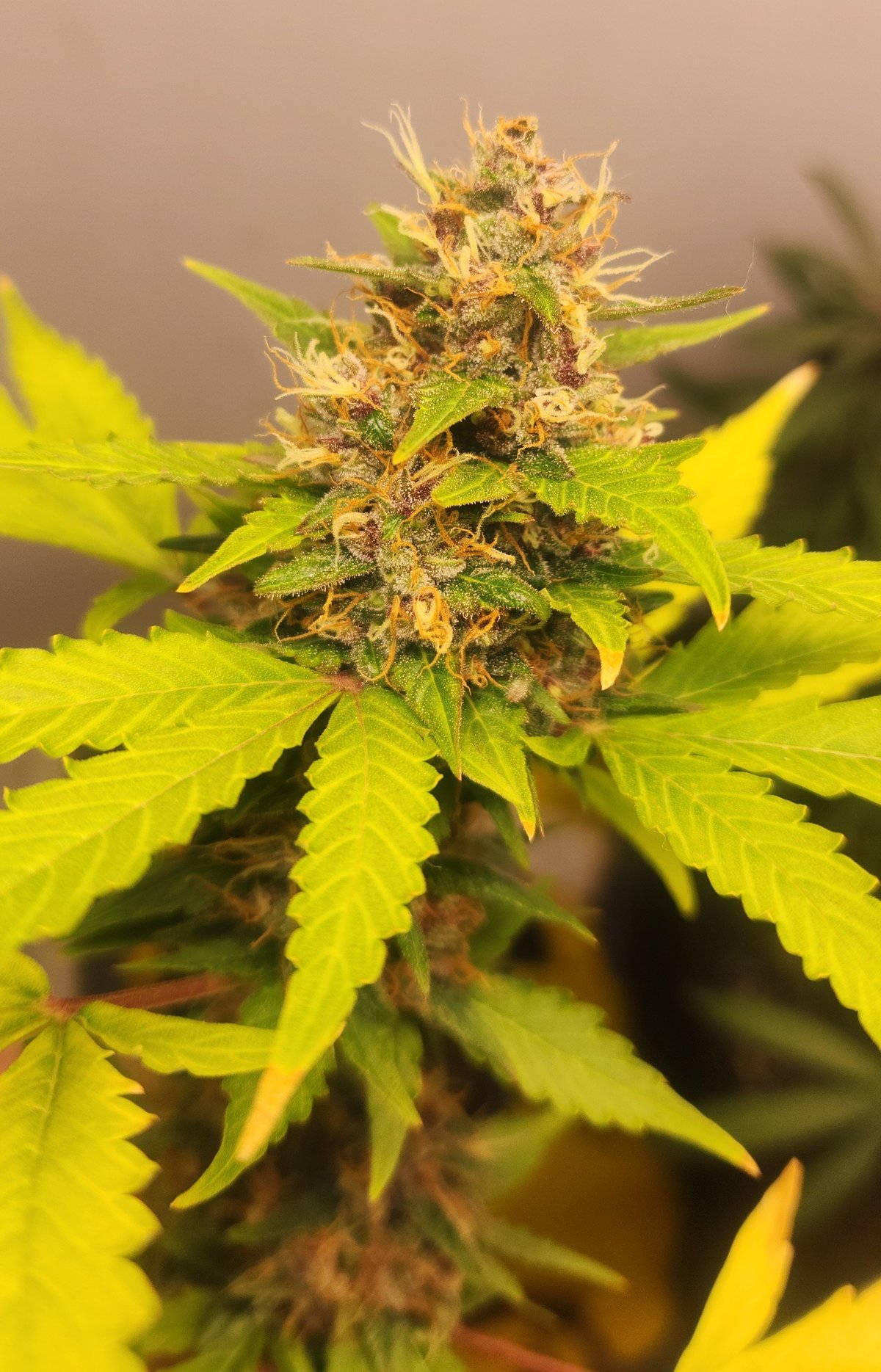 Sugar Jubilee flower close-up, frosty buds with orange pistils, Strawberry Jubilee × Sugar Grand Daddy auto regular by Genetics 101