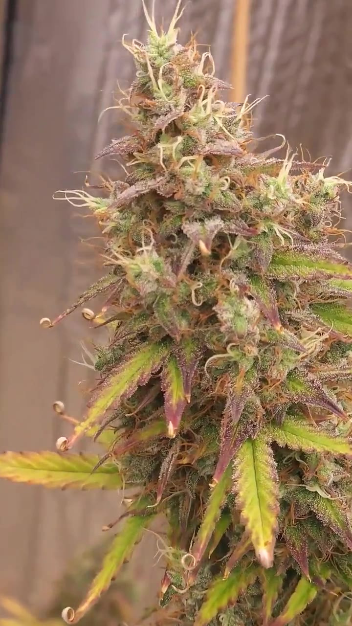 Tropighani cola with the top in frame, grown by KC Lightup