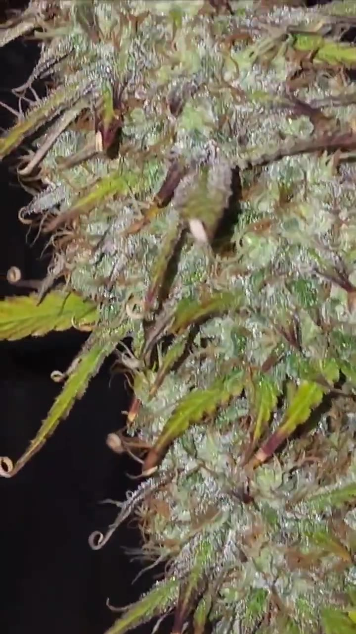 Tropighani frost close-up, grown by KC Lightup