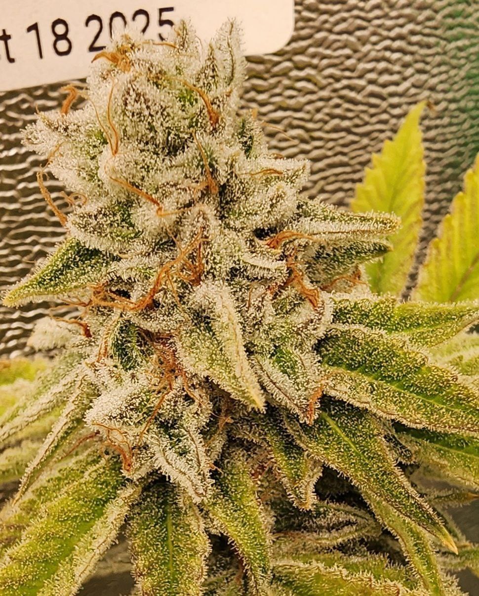 Washer King Lisa Marie cut flower, earthy blueberry pastry, by Genetics 101